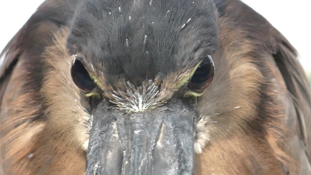 Boat-billed heron