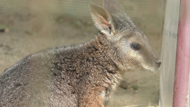 Tammar wallaby