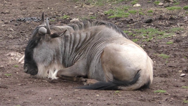 Nyassa wildebeest