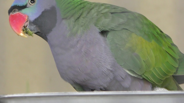 Lord derby's parakeet