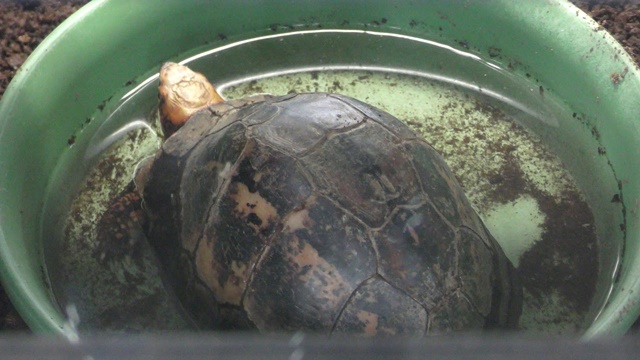 Indochinese box turtle (picturata)