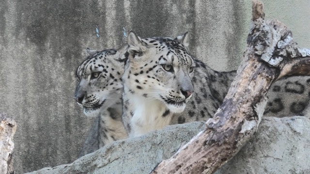Snow Leopard  Sacramento Zoo
