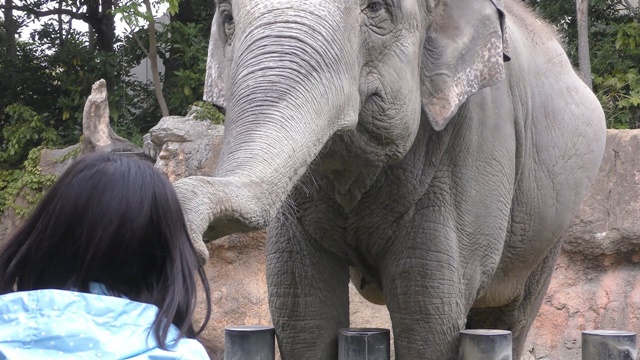 Sri lankan elephant