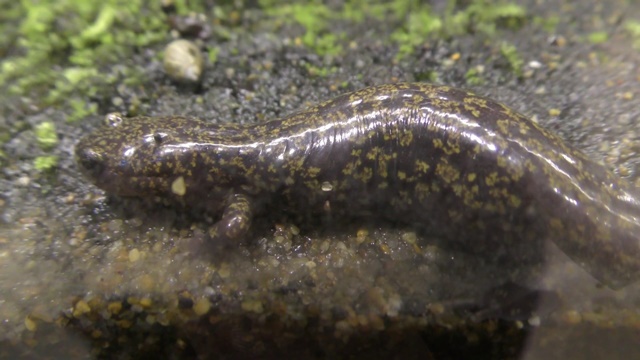 Hida salamander