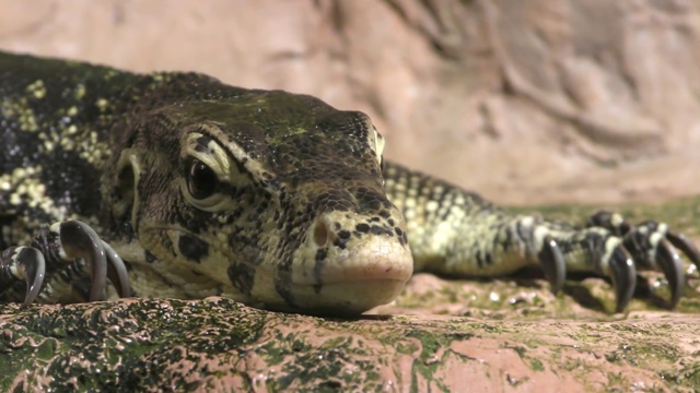 Common water monitor