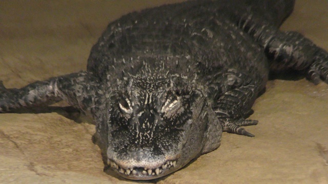 Chinese alligator