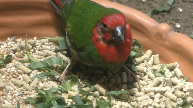 Red-throated parrotfinch
