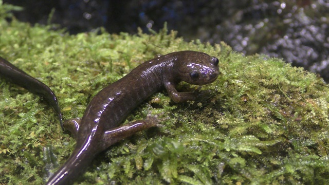 Tokyo salamander