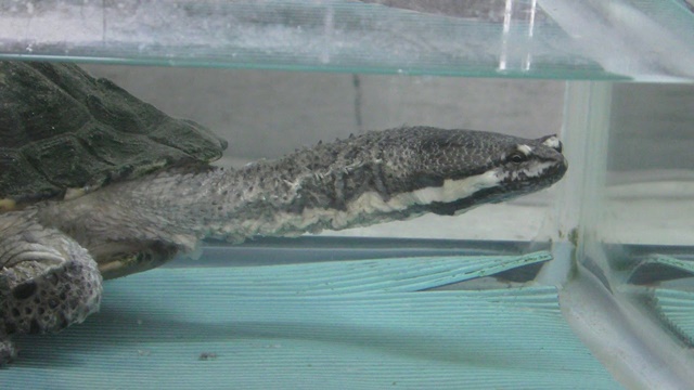 Argentine snake-necked turtle