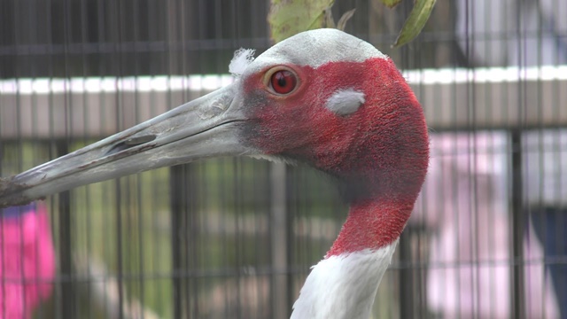 Indian sarus crane