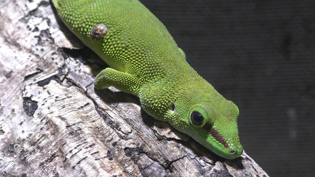 Madagascar day gecko