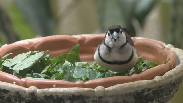 Double-barred finch