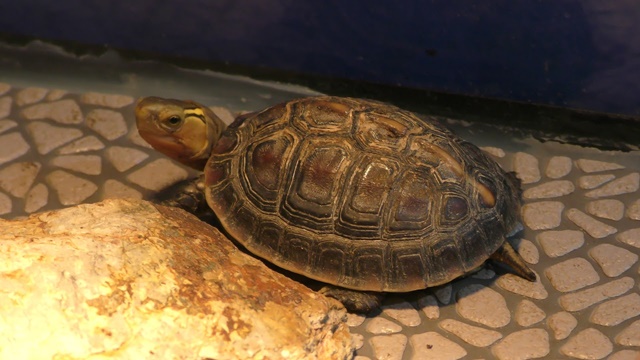 Chinese box turtle (flavomarginata)
