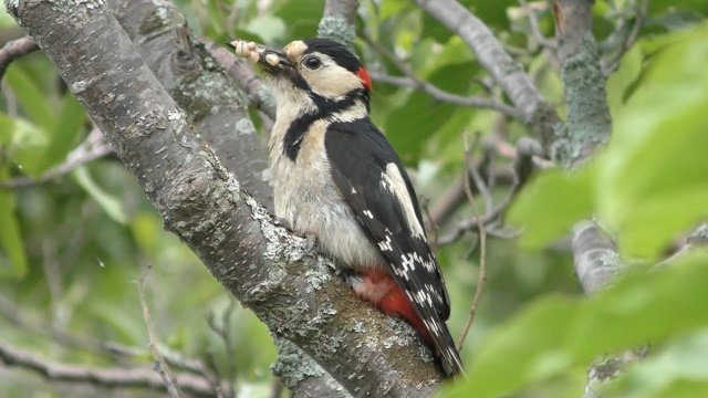 Great spotted woodpecker (japonicus)