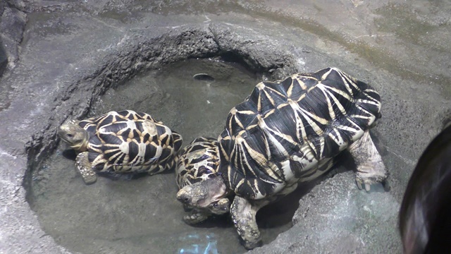 Burmese starred tortoise