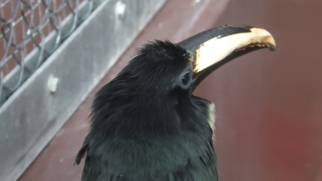 Black-necked aracari