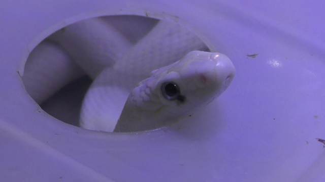Texas rat snake (leucism)