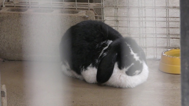 French lop
