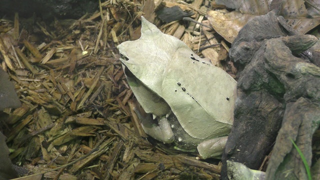 Long-nosed horned frog