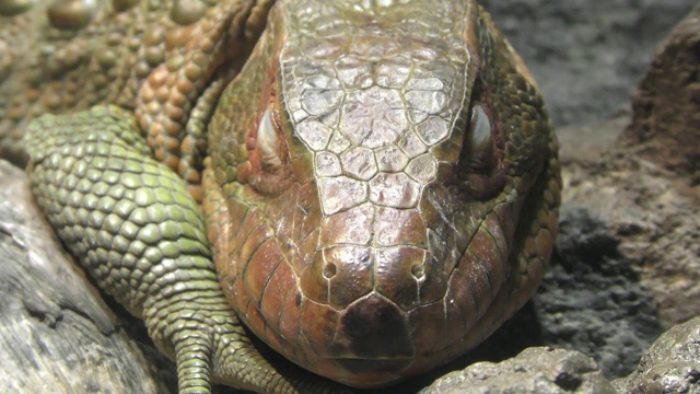 Northern caiman lizard