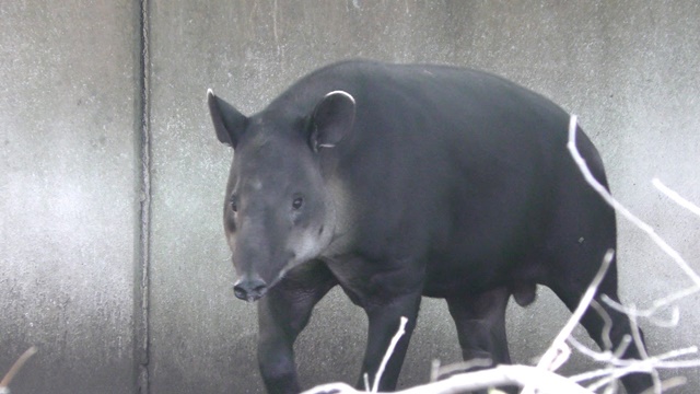 Central american tapir