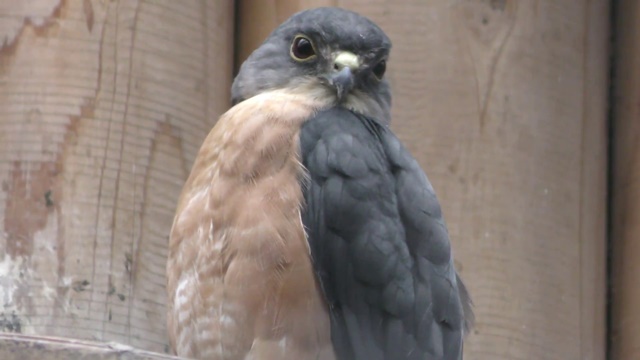Japanese lesser sparrowhawk
