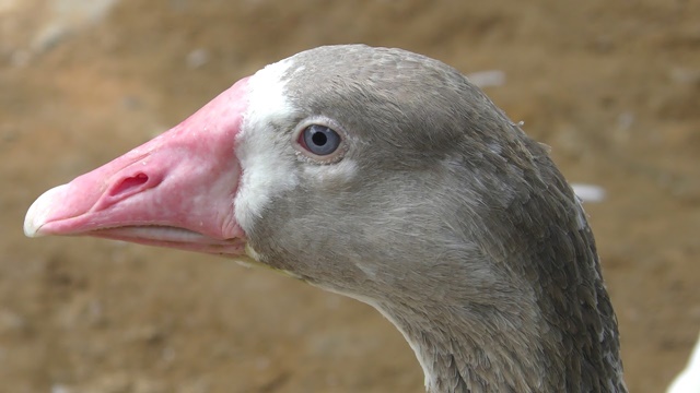 Toulouse goose