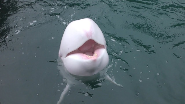 White risso's dolphin