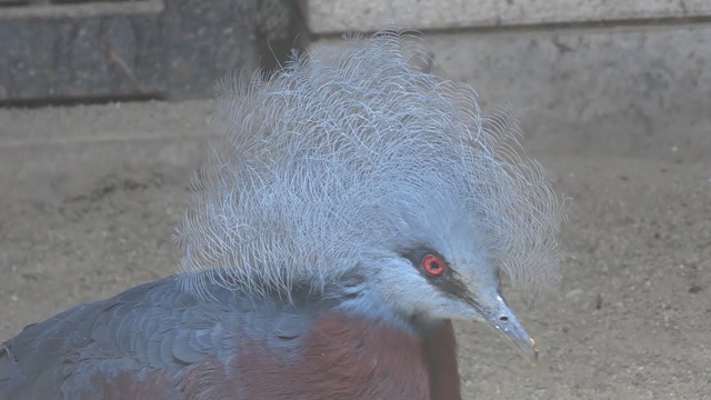 Scheepmaker's crowned pigeon