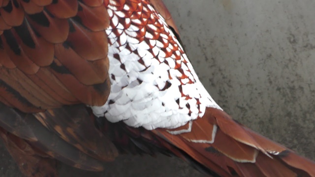 Copper pheasant (ijimae)