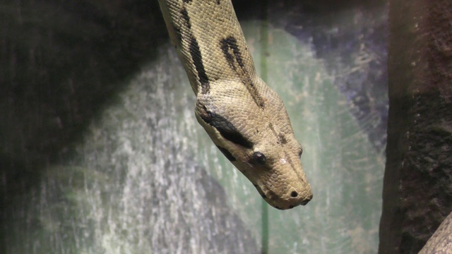 Red tailed boa
