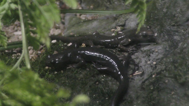 Hokkaido salamander