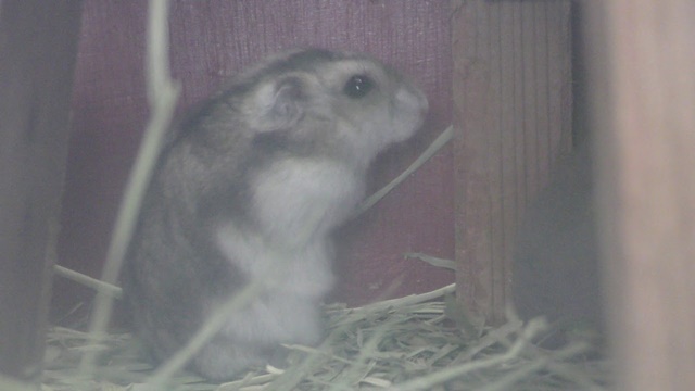 Djungarian hamster