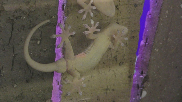 Schlegel's japanese gecko