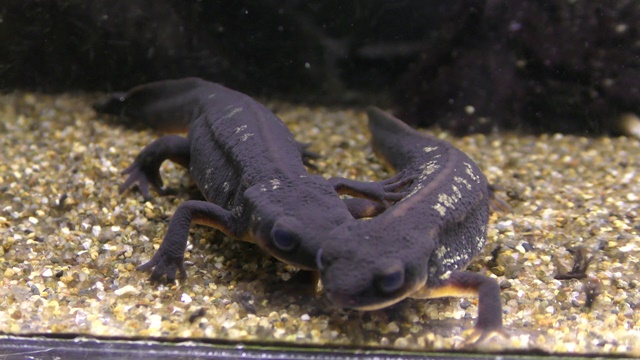 Sword-tail newt