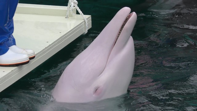 White bottlenose dolphin