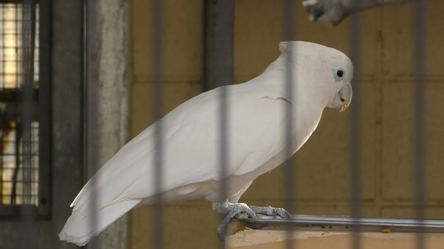 Solomons cockatoo