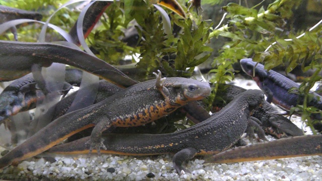 Japanese fire belly newt