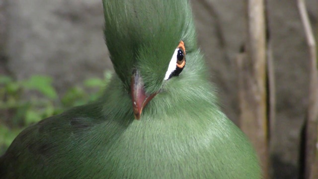 Guinea turaco