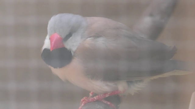 Long-tailed finch