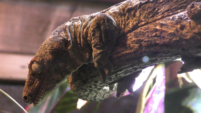 New caledonia giant gecko