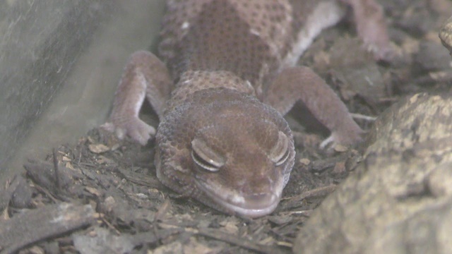 African fat-tailed gecko