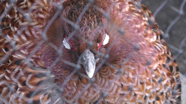 Copper pheasant (scintillans)