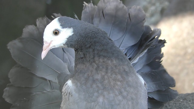 Fantail pigeon