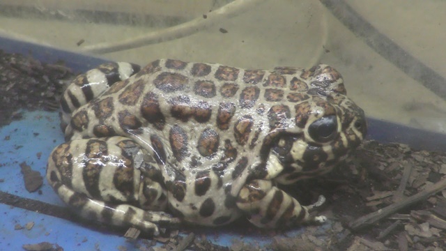 Red spotted burrowing frog