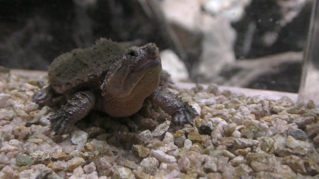 North american snapping turtle