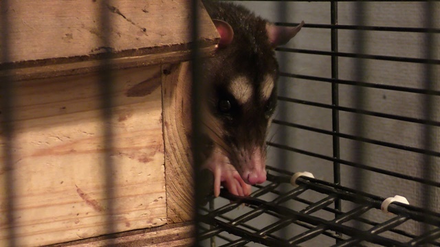 Gray four-eyed opossum