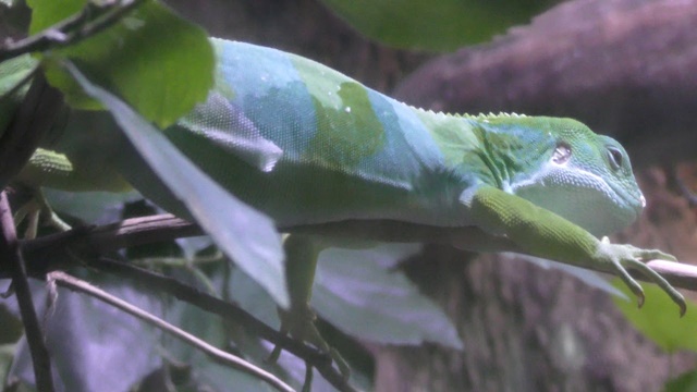 Fiji banded iguana