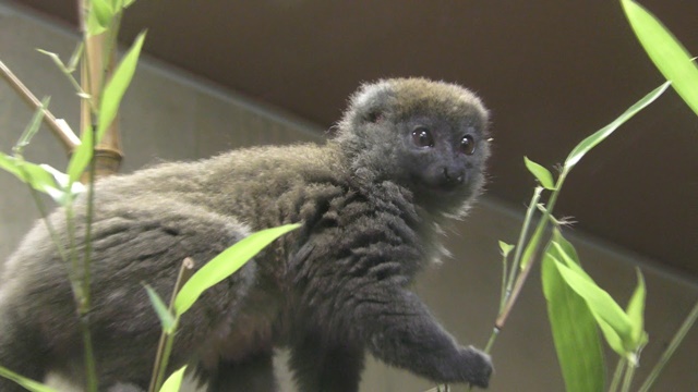 Eastern lesser bamboo lemur