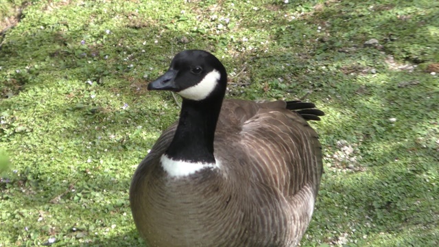 Cackling goose